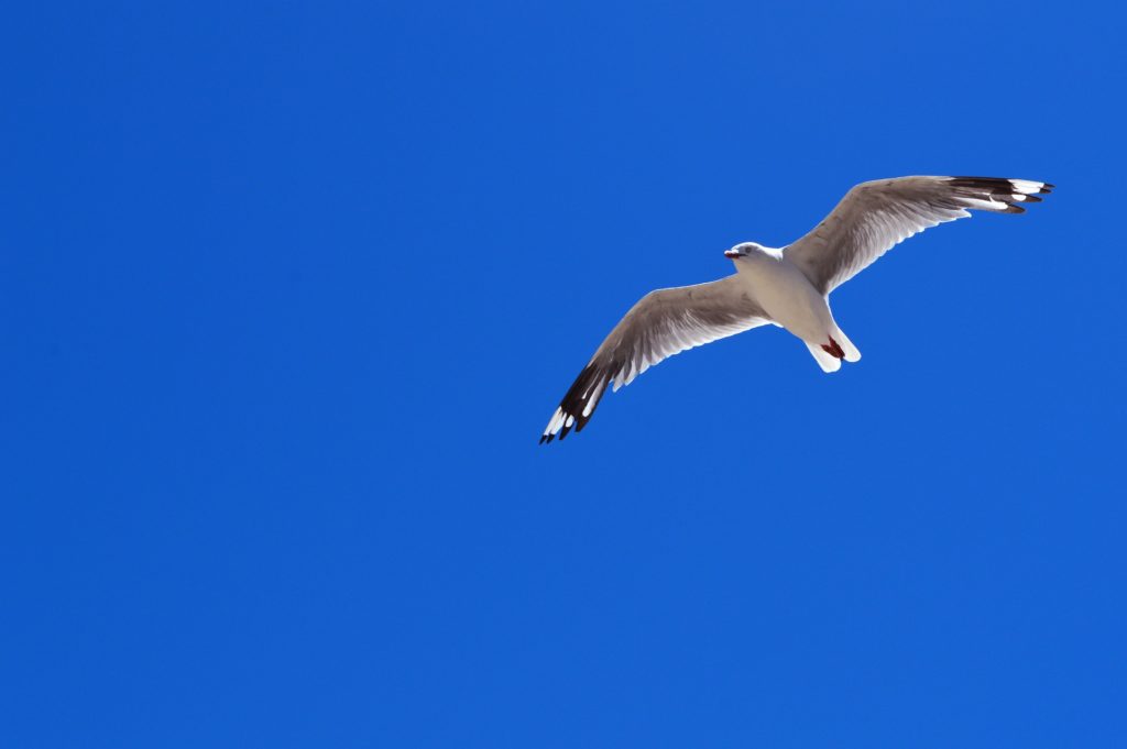Eine fliegende Möwe am wolkenleeren blauen Himmel.