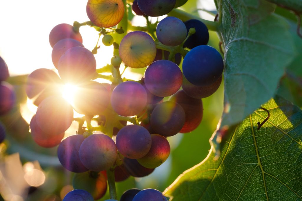 Ein Sonnenstrahl scheint durch eine Weintrauben-Rispe