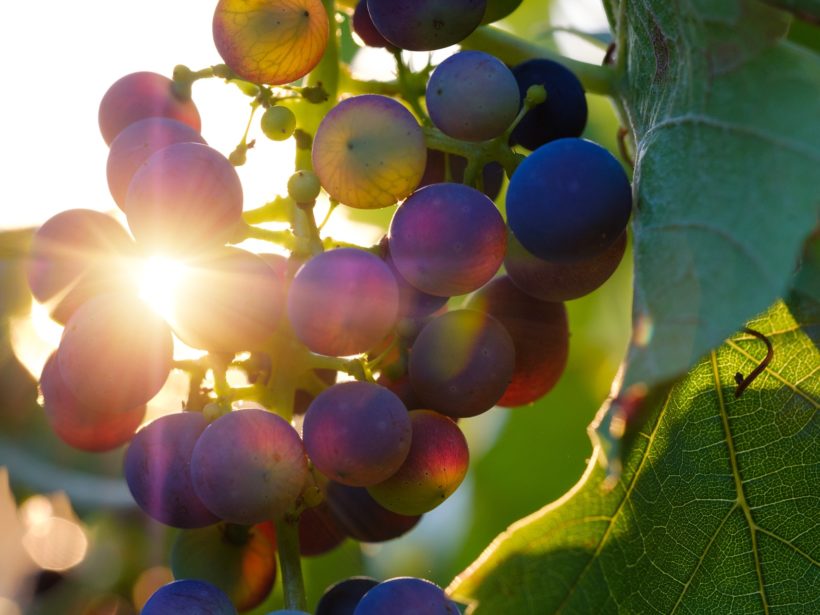 Weintrauben: Den Kernen der Früchte werden viele Wirkungen für die Gesundheit zugeschrieben. (Foto: Pixabay)