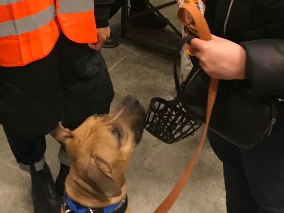 Центральный вокзал Берлина: помощники ожидают домашних животных, которых привезут с собой беженцы