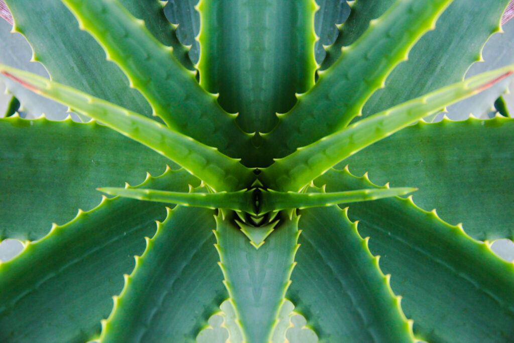 Nahaufnahme einer Aloe Vera Pflanze