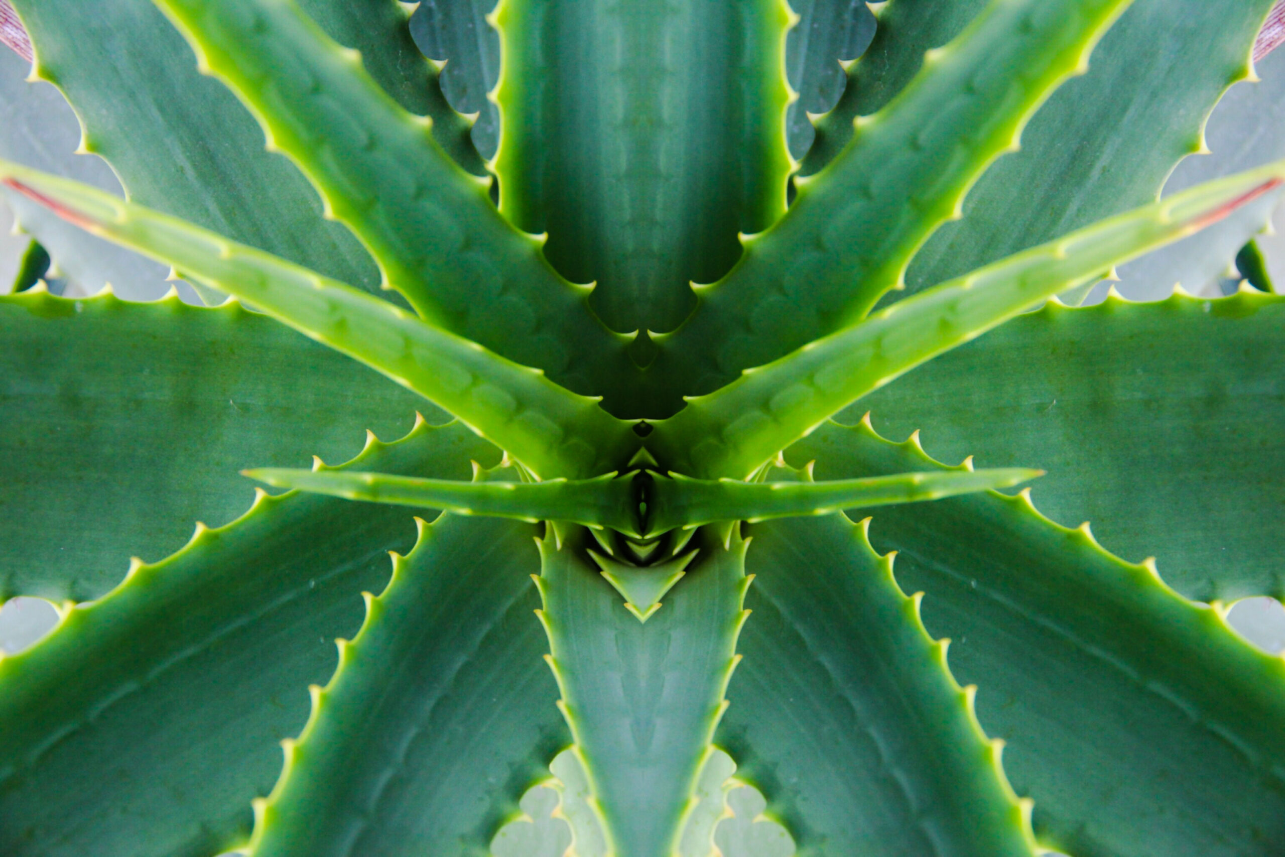 Aloe Vera - MedWatch